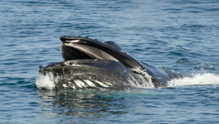 Comprehensive Assessment: North Pacific Humpback Whales