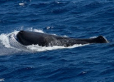 sperm whale.jpg