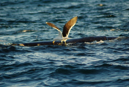 kelp gull attacking a Southern right whales Picture by Fundacion Cethus