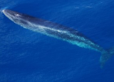 Sei whale surfacing - picture taken from the top barrel (or crow's nest) high above the deck of the ship.